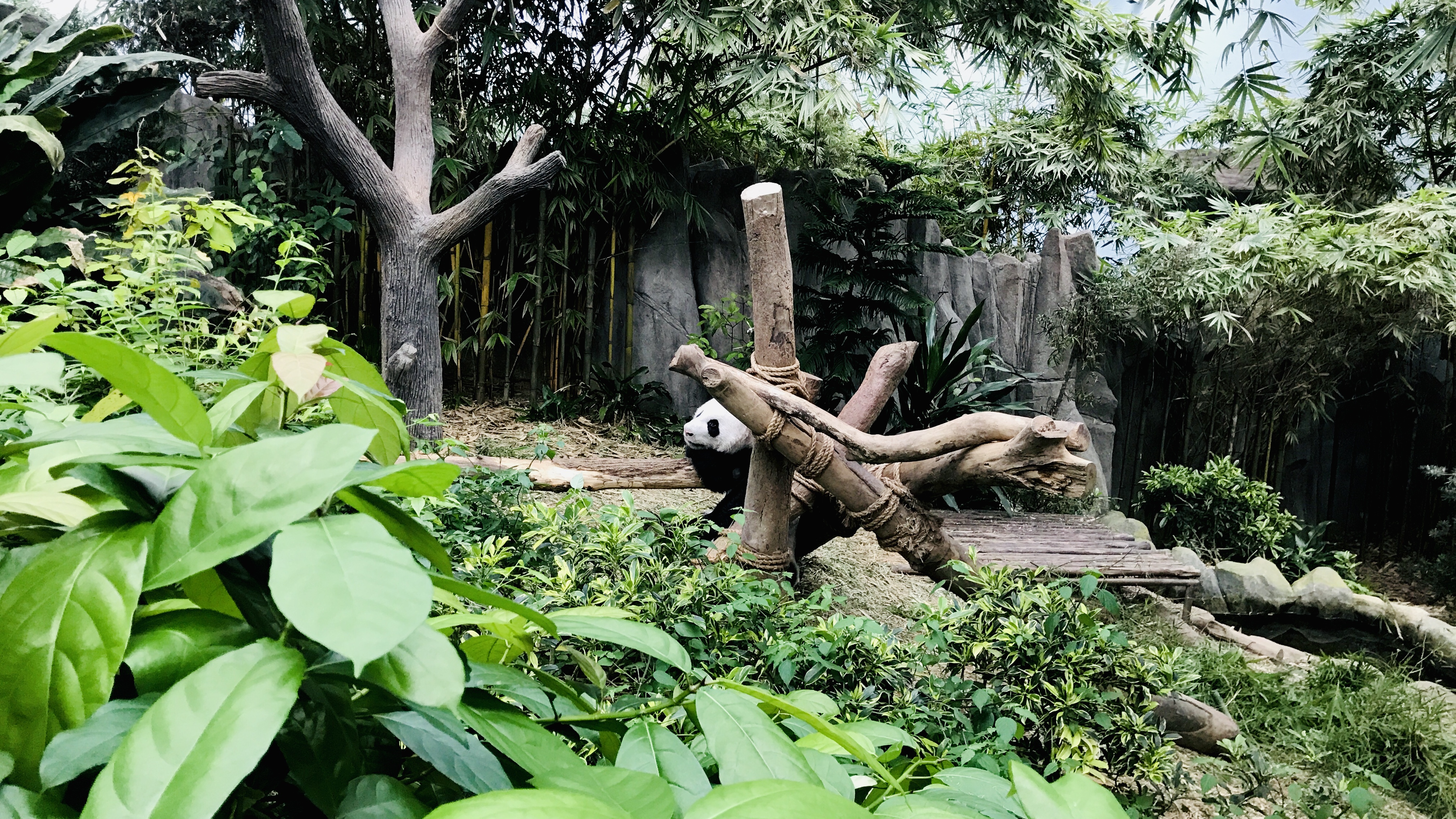 Singapore Zoo, October 7, 2017